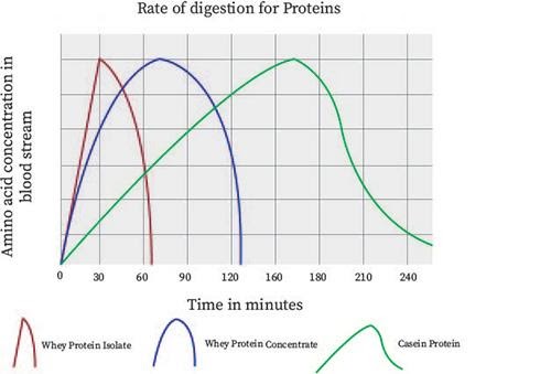 A chart showing the rate of digestion for proteins.